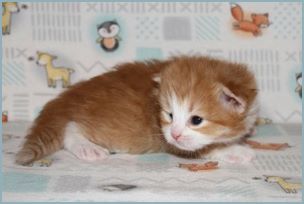 Male Siberian Kitten from Deedlebug Siberians 